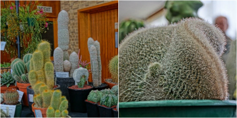 cactus